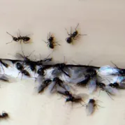 A description of my image.