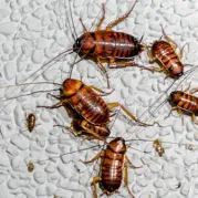 A description of my image.